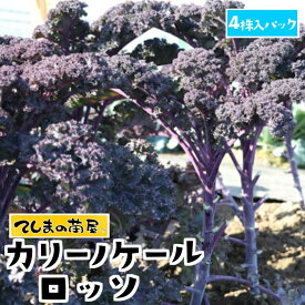 楽天市場 ケール 苗 ガーデニング 農業 花 ガーデン Diy の通販