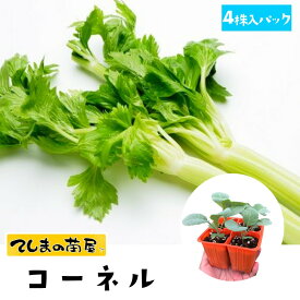 楽天市場 苗 野菜 セロリの通販