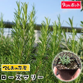 楽天市場 ローズマリー 苗の通販