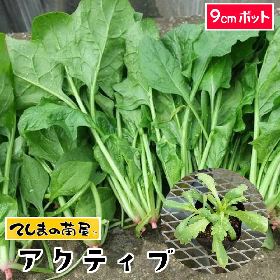 萎凋病にも強い てしまの苗 ホウレンソウ苗 買い取り アクティブ 日本 9cmポット 培土 人気 葉菜苗 種