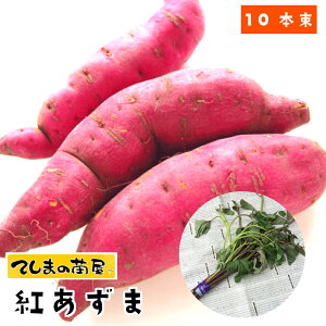 苗 さつまいもの人気商品 通販 価格比較 価格 Com 苗 さつまいもの人気商品 通販 価格比較 価格 Com