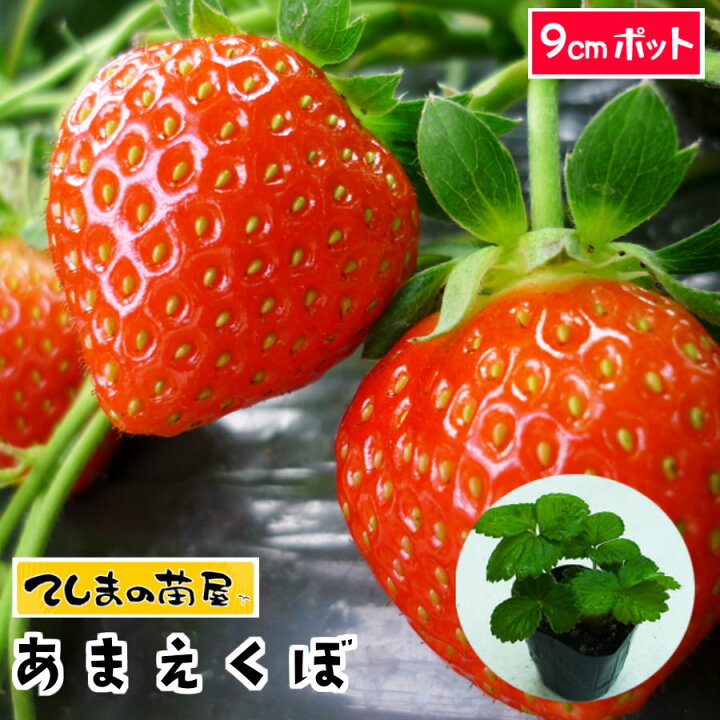 楽天市場 秋植えイチゴ苗 あまえくぼ 9cmポット 人気 てしまの苗屋 楽天市場店 楽天市場 秋植えイチゴ苗 あまえくぼ 9cmポット 人気 てしまの苗屋 楽天市場店