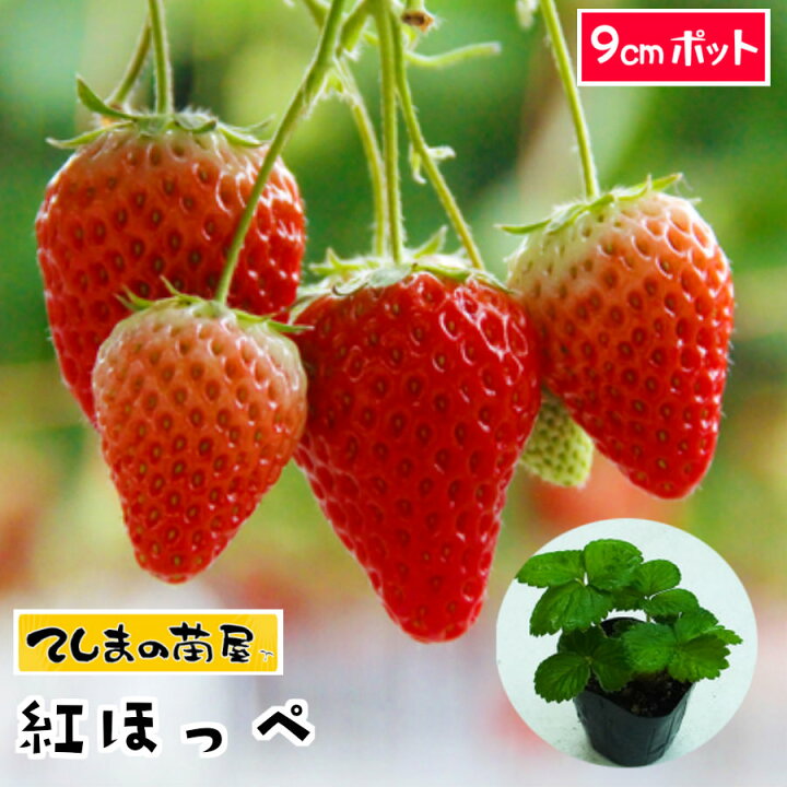 楽天市場】【てしまの苗】 イチゴ苗 紅ほっぺ 6-9cmポット 【人気 