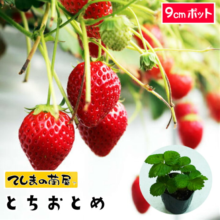 楽天市場】【てしまの苗】 イチゴ苗 とちおとめ 6-9cmポット 【人気 