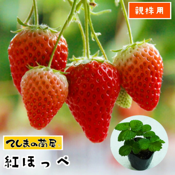 楽天市場】【親株用イチゴ苗】 紅ほっぺ 6-9cmポット 【人気】 : て 