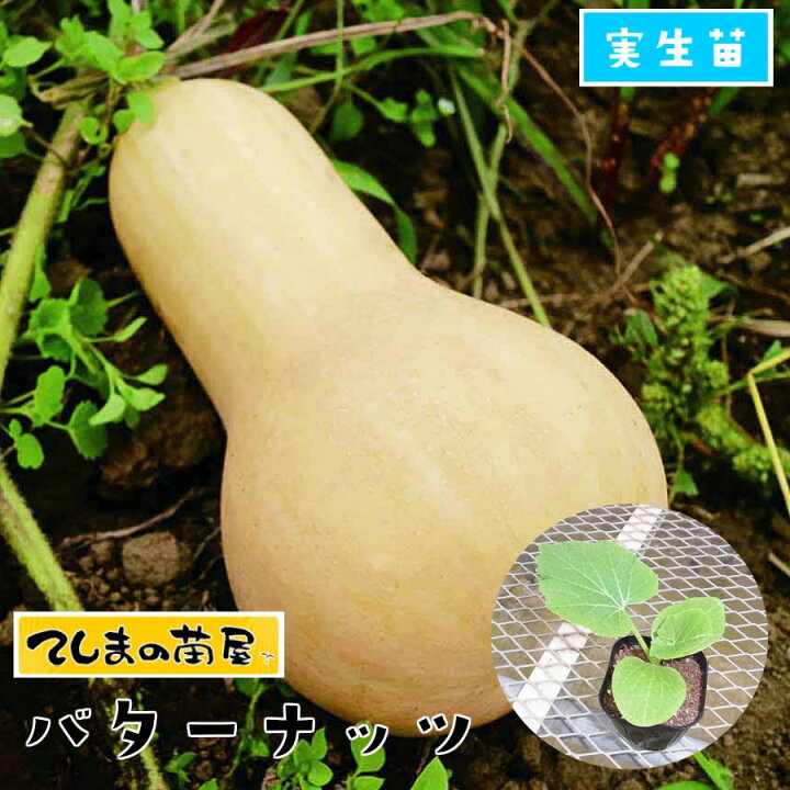 楽天市場】【てしまの苗】 カボチャ苗 バターナッツ 実生苗 9cmポット 