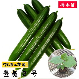 【てしまの苗】キュウリ苗 豊美2号 断根接木苗 9cmポット【人気】 野菜苗 培土 種