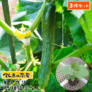 苗 キュウリの人気商品 通販 価格比較 価格 Com