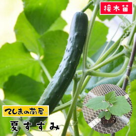 楽天市場 接木 苗 キュウリの通販