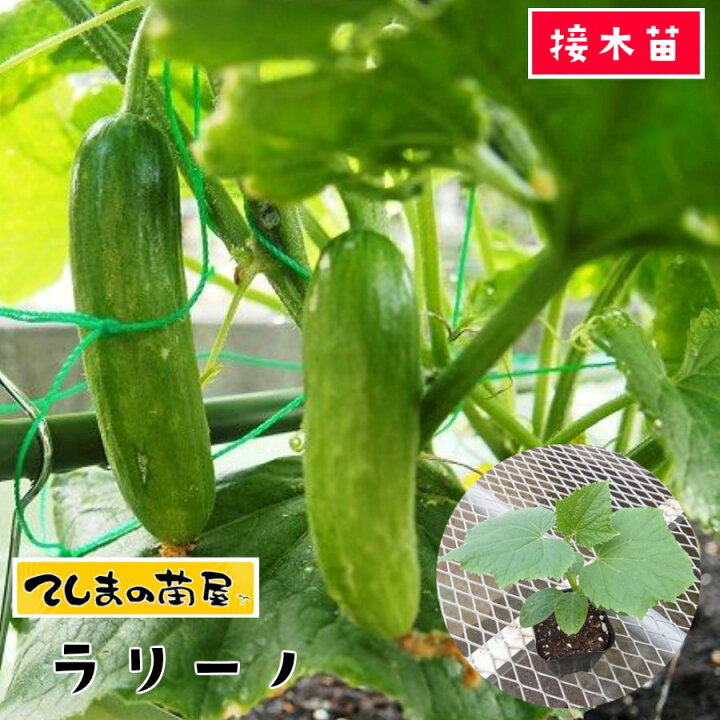 楽天市場 てしまの苗 キュウリ苗 ラリーノ 断根接木苗 9cmポット 人気 野菜苗 培土 種 てしまの苗屋 楽天市場店