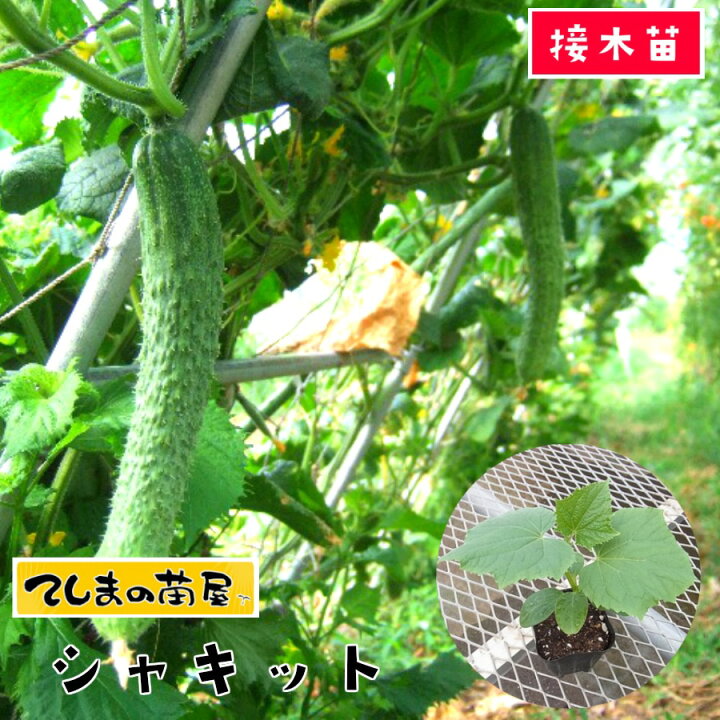 楽天市場 てしまの苗 キュウリ苗 シャキット 断根接木苗 9cmポット 人気 野菜苗 培土 種 てしまの苗屋 楽天市場店