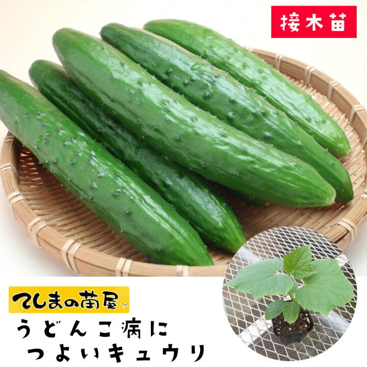 楽天市場 てしまの苗 キュウリ苗 うどんこ病につよいキュウリ 断根接木苗 9cmポット 野菜苗 培土 種 人気 てしまの苗屋 楽天市場店