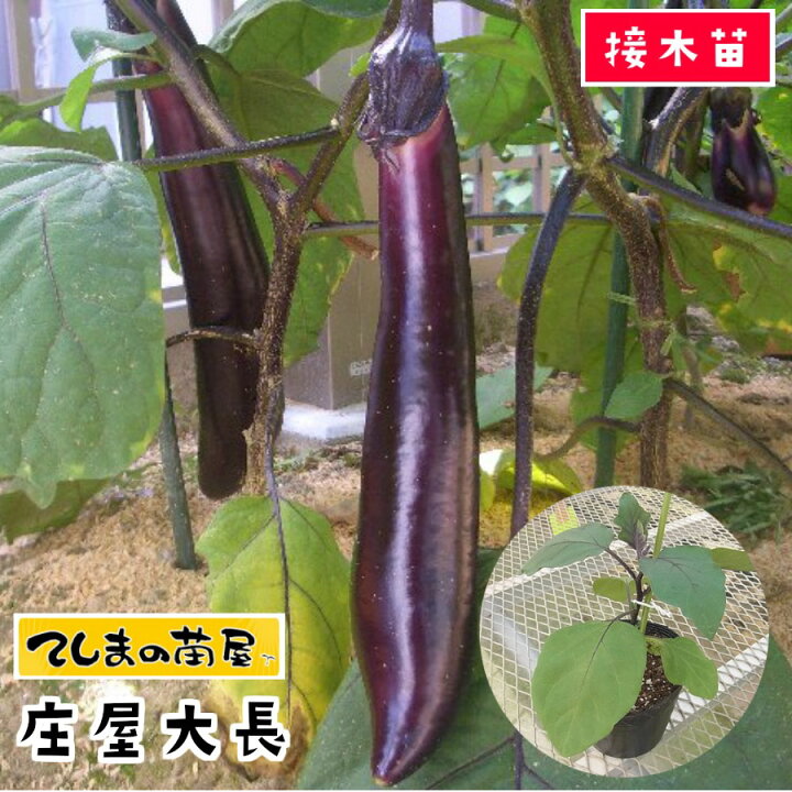 楽天市場 てしまの苗 ナス苗 庄屋大長 断根接木苗 9cmポット 野菜苗 培土 種 てしまの苗屋 楽天市場店