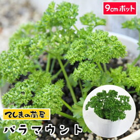楽天市場 パセリ 種の通販