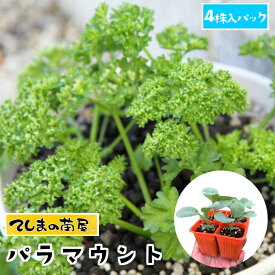 楽天市場 パセリ 種の通販