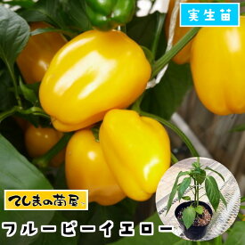 楽天市場 パプリカ 苗 ガーデニング 農業 花 ガーデン Diy の通販