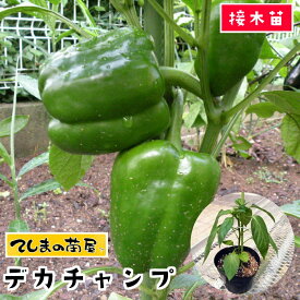 【てしまの苗】 ピーマン苗 デカチャンプ 実生苗 9cmポット 【人気】