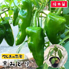 【てしまの苗】 ピーマン苗 京みどり 断根接木苗 9cmポット 【人気】