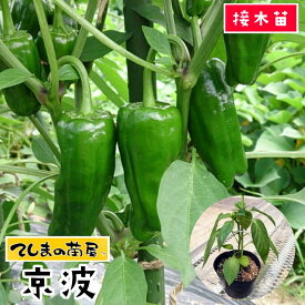 【てしまの苗】 ピーマン苗 京波 断根接木苗 9cmポット 【人気】