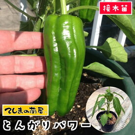【てしまの苗】 ピーマン とんがりパワー 断根接木苗 9cmポット【人気】