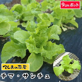 楽天市場 サンチュ 種の通販