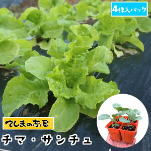 レタス 苗の人気商品 通販 価格比較 価格 Com