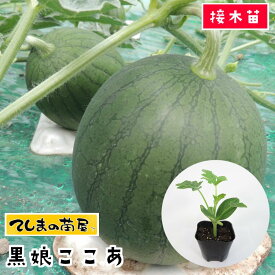 楽天市場 スイカ 苗の通販