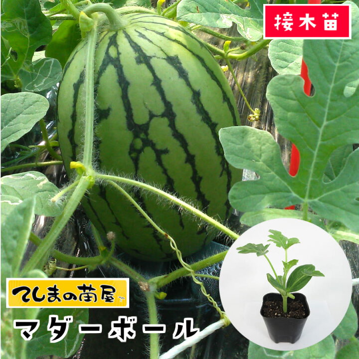 楽天市場 てしまの苗 スイカ苗 マダーボール 断根接木苗 9cmポット 人気 てしまの苗屋 楽天市場店