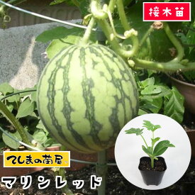 楽天市場 ベランダdeスイカの通販