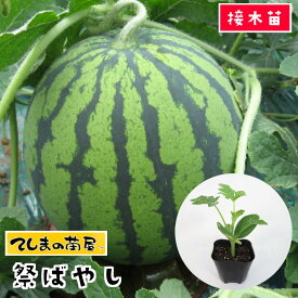 楽天市場 スイカ 苗の通販