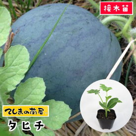 楽天市場 スイカ 苗の通販