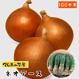 楽天市場 玉ねぎ苗の通販