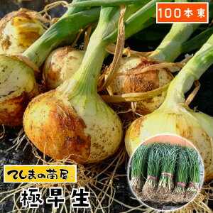 タマネギ 苗の人気商品 通販 価格比較 価格 Com
