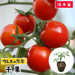 トマト 培土の人気商品 通販 価格比較 価格 Com