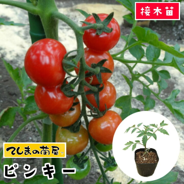 楽天市場 てしまの苗 ミニトマト苗 ピンキー 断根接木苗 9cmポット 野菜苗 培土 種 てしまの苗屋 楽天市場店