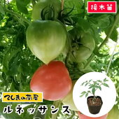 楽天市場 てしまの苗 中玉トマト苗 ルネッサンス 断根接木苗 9cmポット てしまの苗屋 楽天市場店