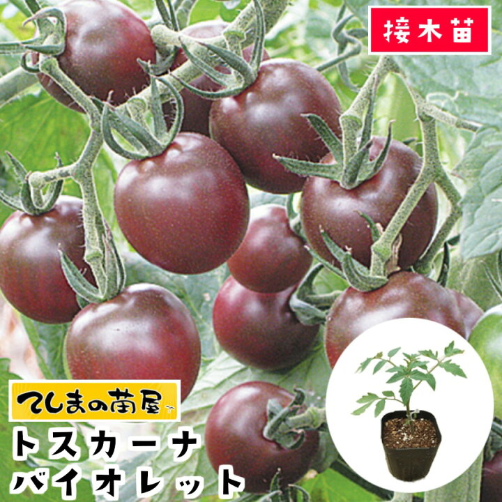 楽天市場 てしまの苗 ミニトマト苗 トスカーナバイオレット 断根接木苗 9cmポット 野菜苗 培土 種 てしまの苗屋 楽天市場店