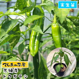 楽天市場 青 唐辛子 苗 花 ガーデン Diy の通販