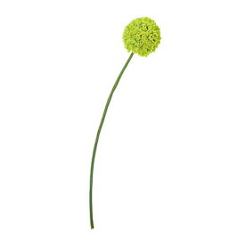 楽天市場 アリウム の 花の通販