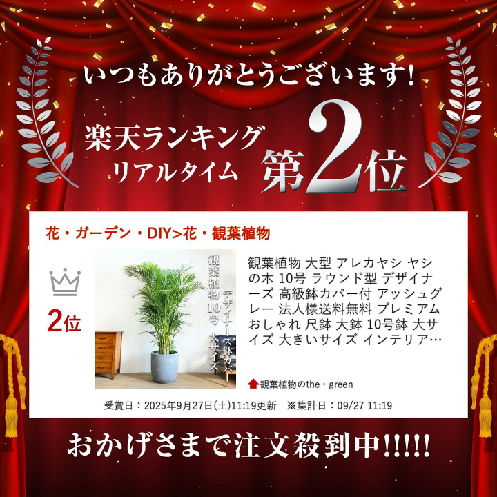 楽天市場】観葉植物 大型 アレカヤシ ヤシの木 10号 ラウンド型