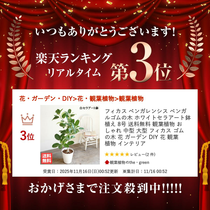 楽天市場】フィカス ベンガレンシス ベンガルゴムの木 ホワイトセラ