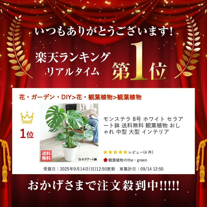 楽天市場】モンステラ 8号 ホワイト セラアート鉢 送料無料 観葉植物 