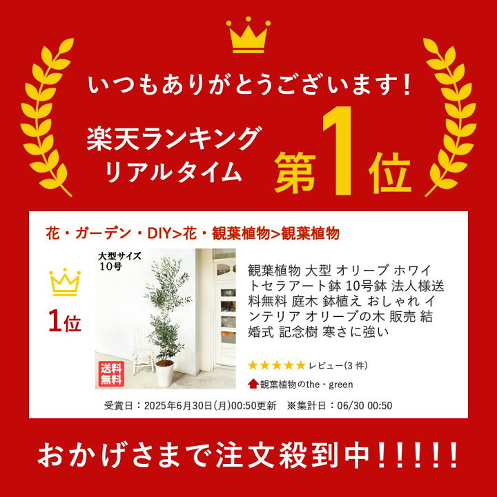楽天市場】観葉植物 大型 オリーブ ホワイトセラアート鉢 10号鉢 法人