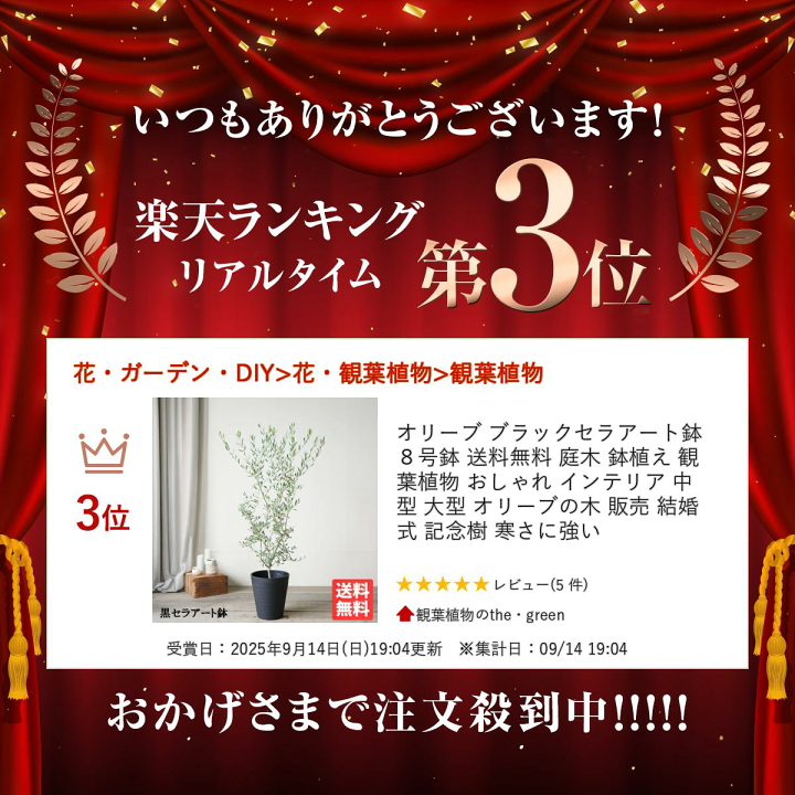 楽天市場】オリーブ ブラックセラアート鉢 8号鉢 送料無料 庭木