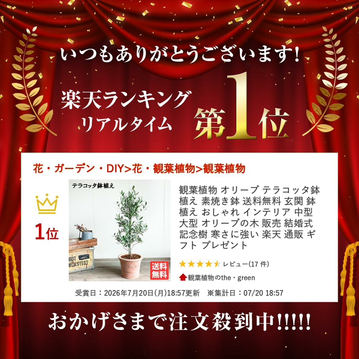楽天市場】観葉植物 オリーブ テラコッタ鉢植え 素焼き鉢 送料無料