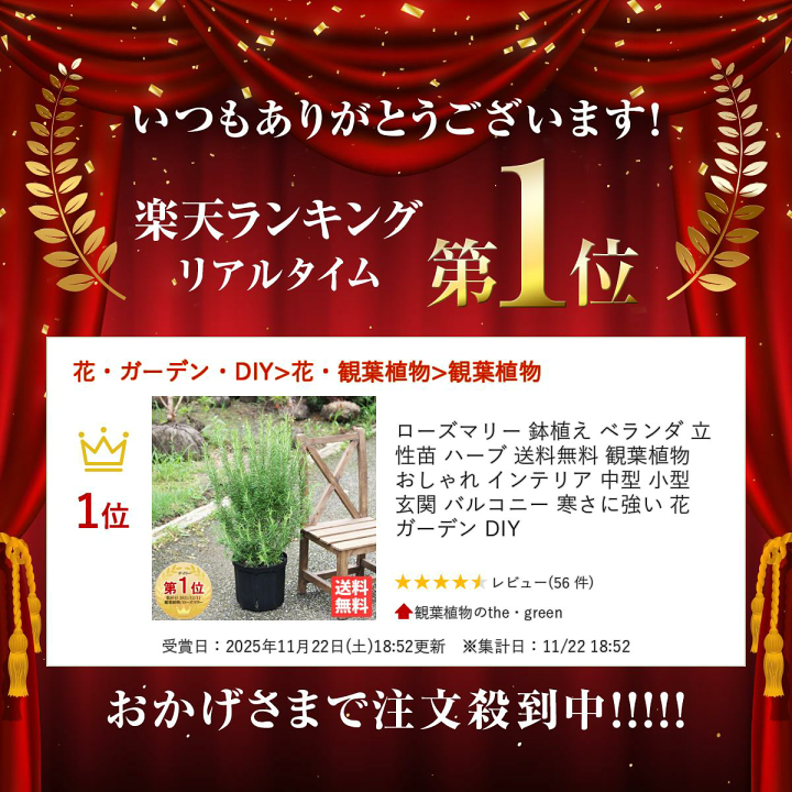 楽天市場】ローズマリー 鉢植え ベランダ 立性 苗 ハーブ 送料無料