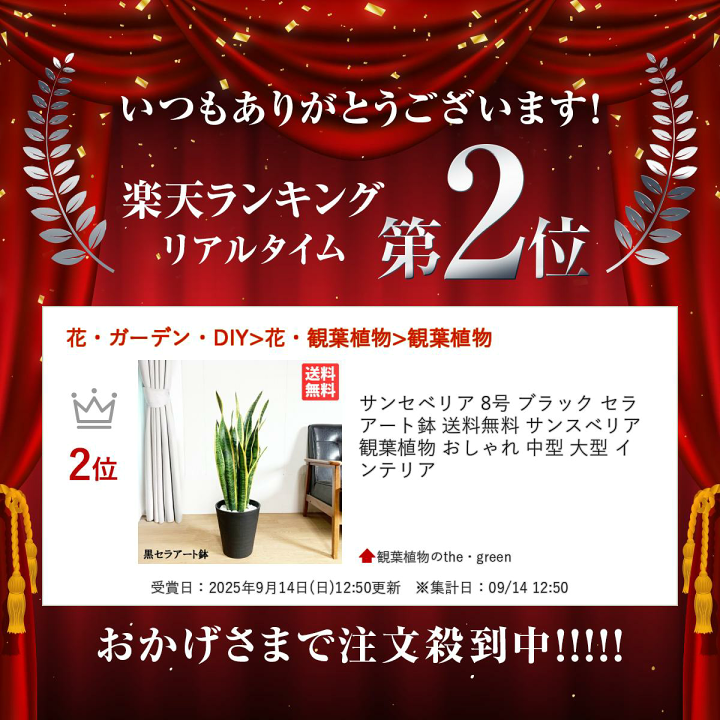 楽天市場】サンセベリア 8号 ブラック セラアート鉢 送料無料