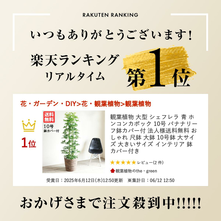 楽天市場】観葉植物 大型 シェフレラ 青 ホンコンカポック 10号 バナナ