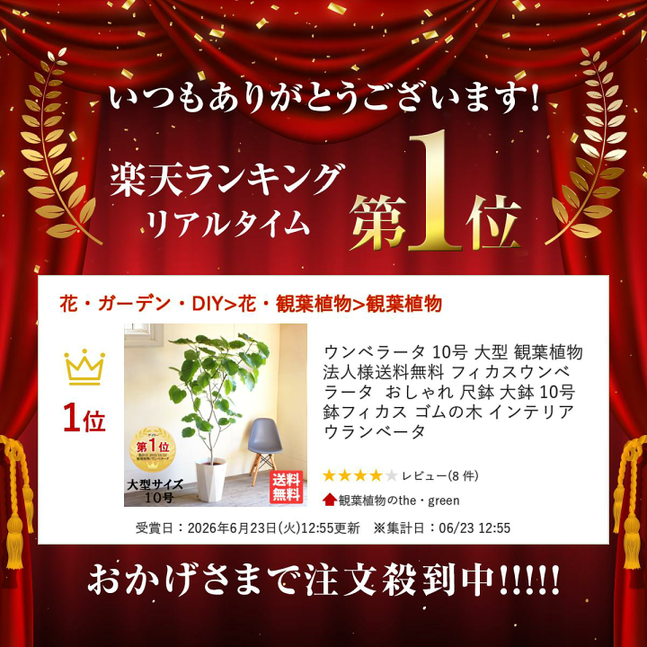 楽天市場】ウンベラータ 10号 大型 観葉植物 法人様送料無料 フィカス