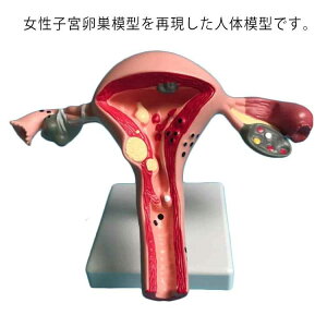 生殖器 卵巣モデル人体モデル 女性 女性卵巣 膣 卵巣模型 子宮 女性子宮 女性生殖器 模型 子宮モデル 女性生殖器モデル 卵巣モデル人体モデル 人体模型 教材 標本